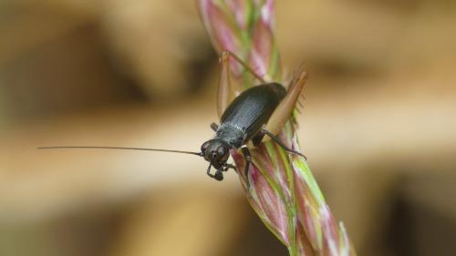 Trigonidium cicindeloides